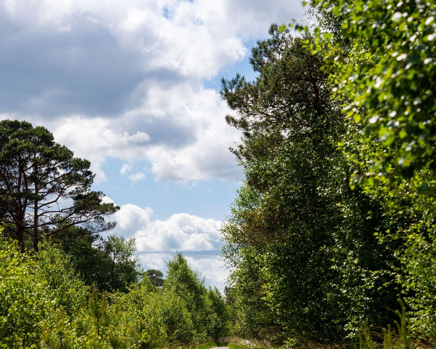 Timber access mats forming a temporary road across soft ground